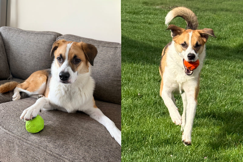 All-weather WUNDERball - Best Fetch Toy — rain, snow, wind, ice