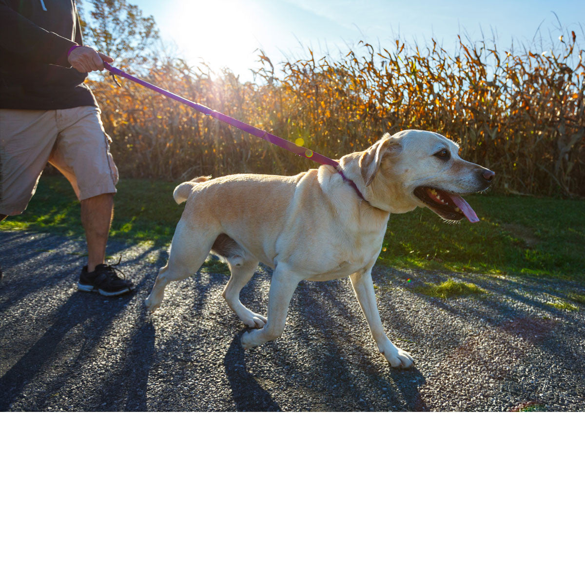 The Dog Leash Reinvented - The perfect tool for training your dog to stop pulling on leash for good.  