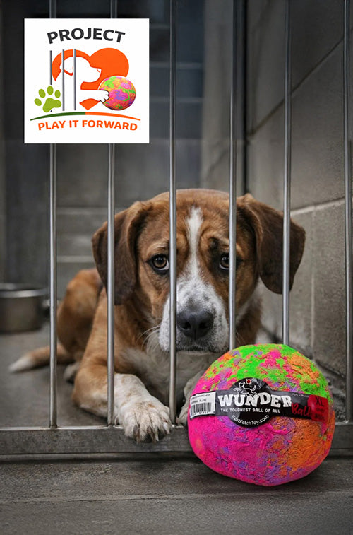 Project Play It Forward — a shelter dog and a WUNDERball