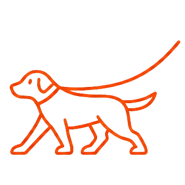 Dog walking calmly on a relaxed leash
