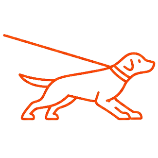 Dog pulling forward on a tight leash
