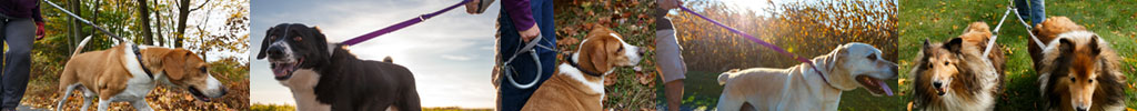 A Better Leash and a More Enjoyable Walk for You and Your Pup....Guaranteed