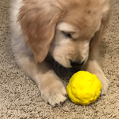 wunderball dog toy