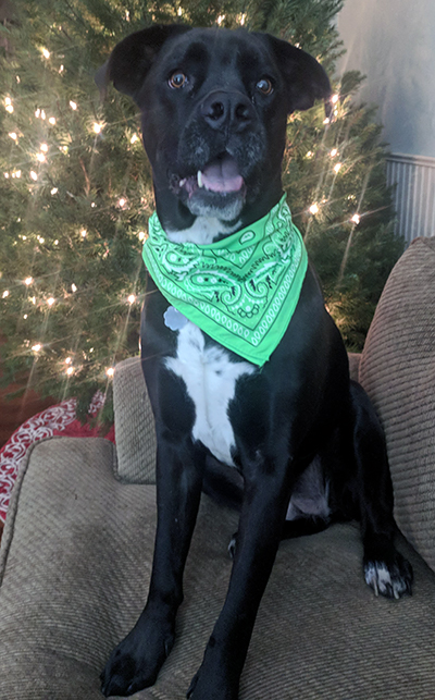 Wunder Dog Bandana Saves Life Wunder Dog Bandana Saves Life