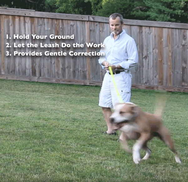 Stop Dog Pulling on Leash - Less Stress on your Arm and Shoulder No Pull Dog Leash